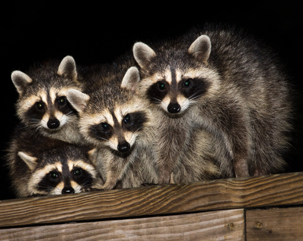 Raccoons nesting in a residential home in Connecticut