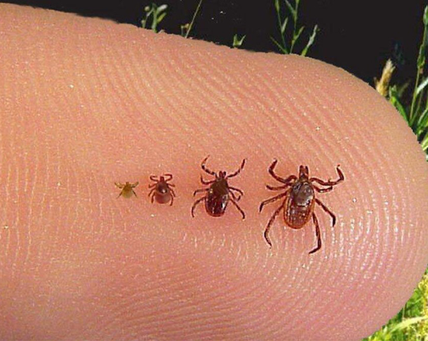 up close of 4 ticks at different ages in Middletown, CT