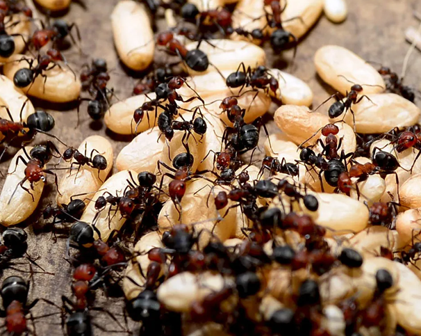 A close up of ants eating crumbs from a home in Southington, CT