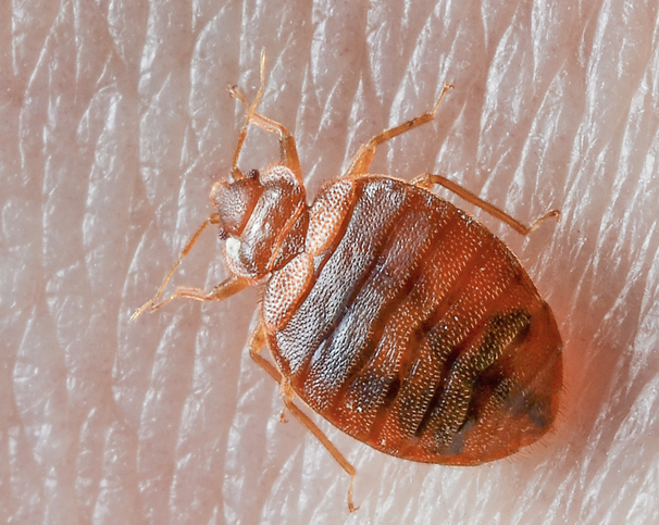 Close up of bed bug in a human hand