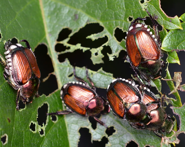 close up of beetles eating through a properties vegetation in Farmington