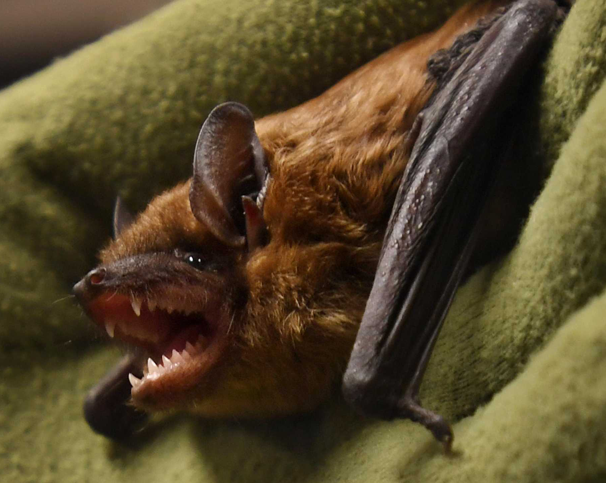 Close up of a bat outside a home in Southington, CT