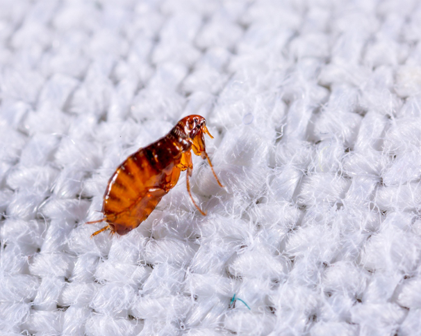 an up close picture of a flea on mattress in West Hartford, CT