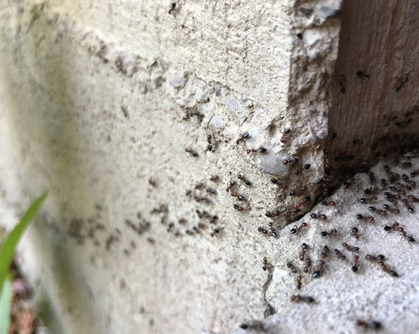 An ant infestation crawling around a homes foundation in Southington, CT
