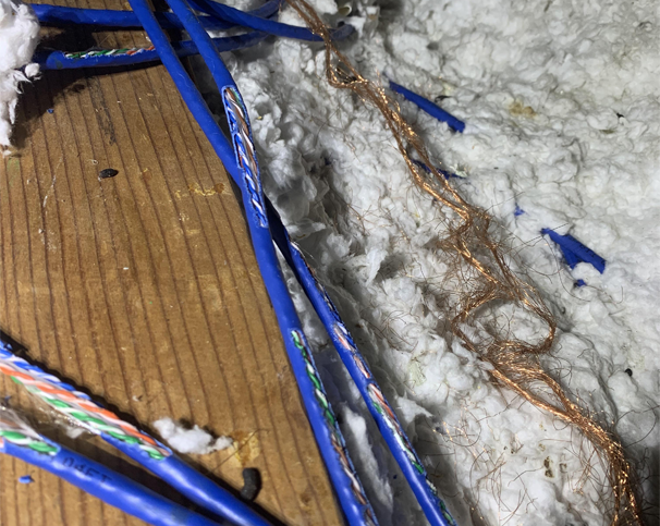 gnawed wires in an attic from a rodent infestation in Middlebury, CT
