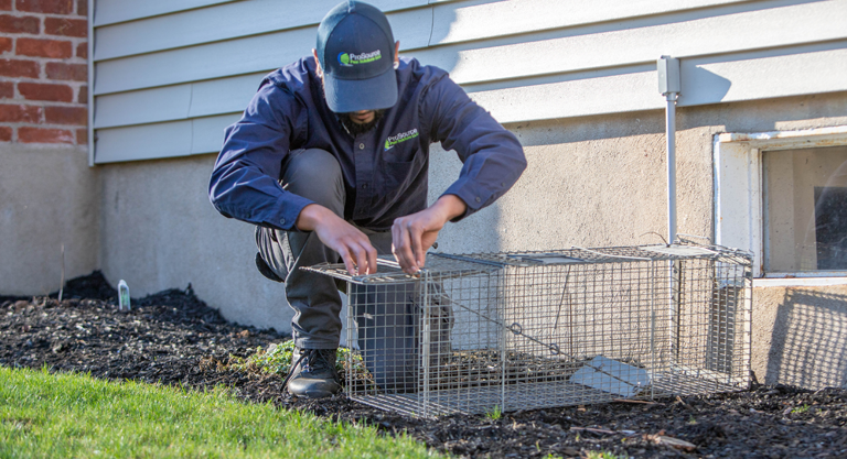 A ProSource Pest tech setting a trap to catch wildlife at a property in Connecticut.