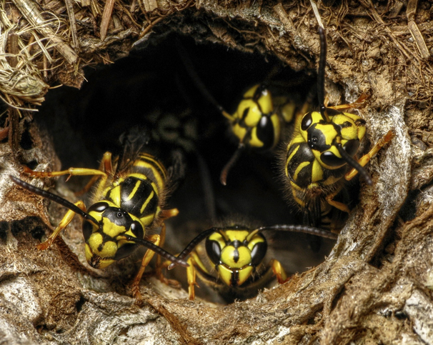 Inside a hornet nest outside a home in Farmington, CT