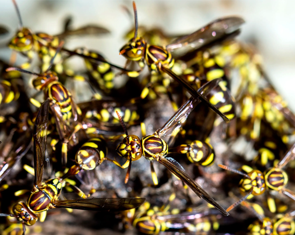 close up of a group of wasps at a home in Plainville, CT