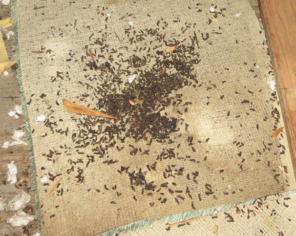 up close photo of bat feces in an attic in Plainville, CT
