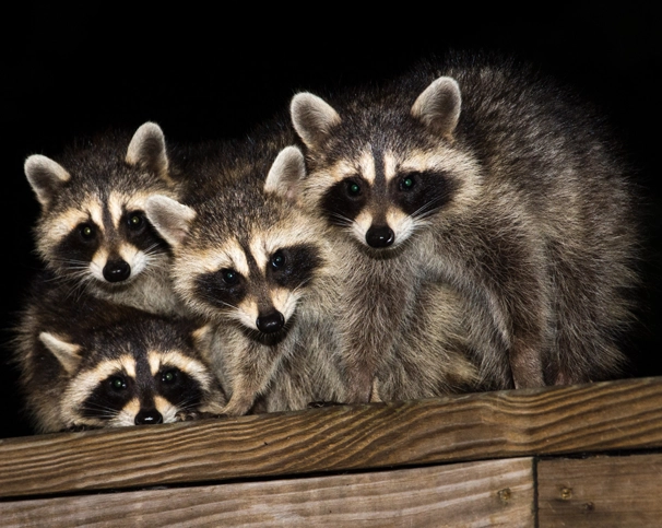 raccoons nesting at a residential property in New Britain, CT